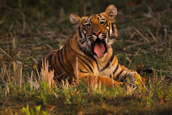 Vanyatara Tadoba wildlife retreat