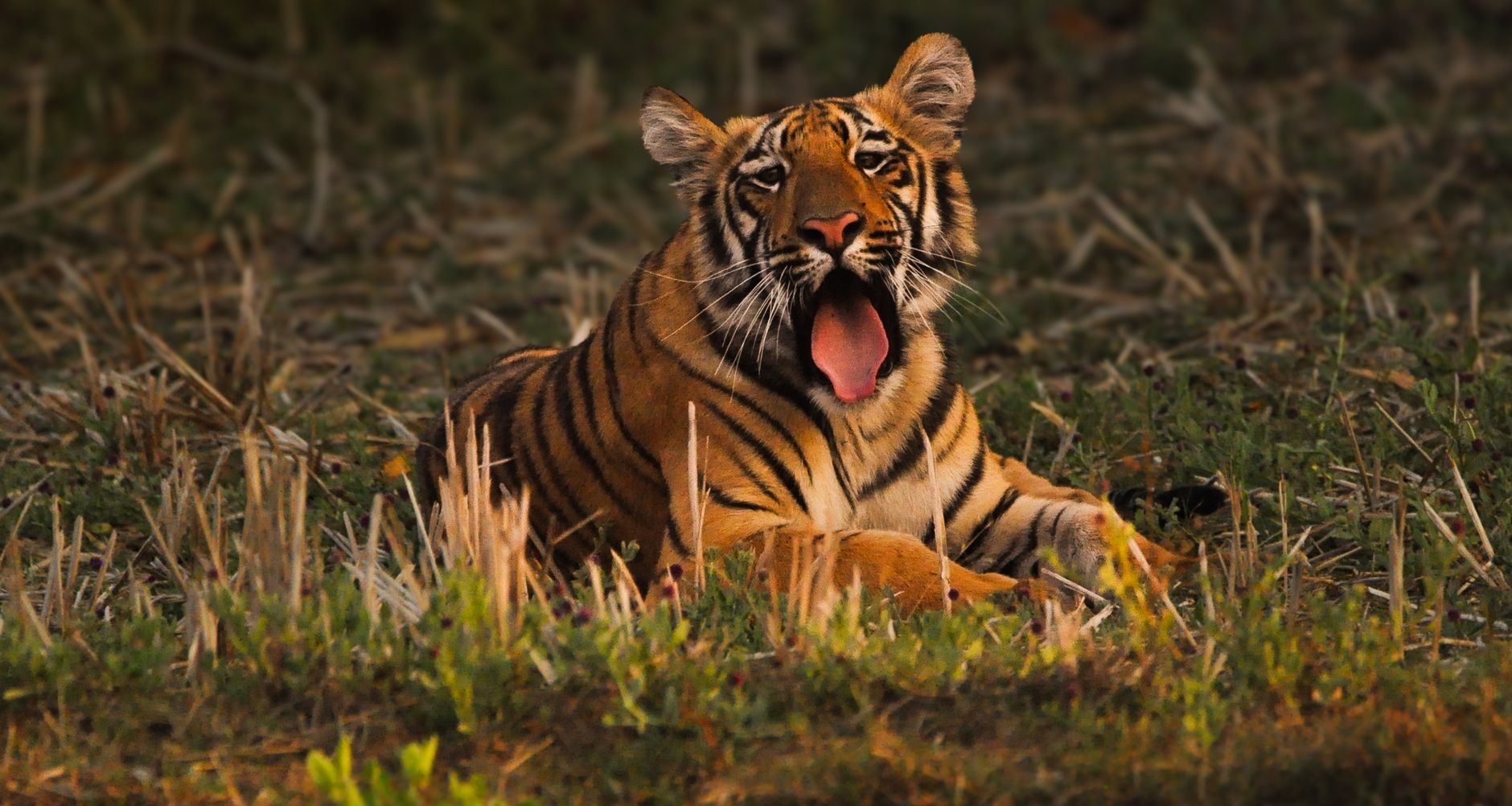 Vanyatara Tadoba wildlife retreat